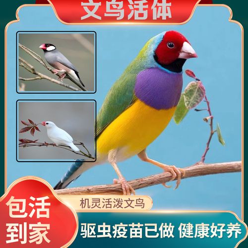 宠物鸟类七彩文鸟活体一对上手鸟观赏灰白驼色文鸟活体鸟送粮包邮