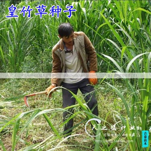 新型皇竹草种子皇竹草籽高产多年生猪牛羊鸡鸭鹅鱼兔草籽牧草种子