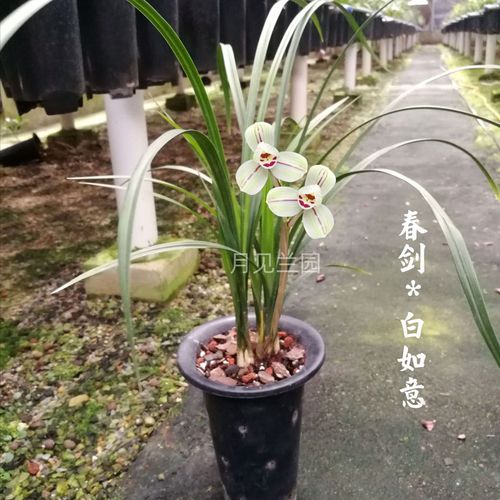 浓香春剑不带花苞老品种兰花不带花苞浓香型花卉阳台草室内绿植
