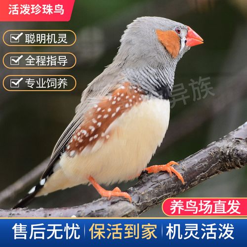 珍珠鸟活体一对白色灰色驼色观赏鸟繁殖白灰文鸟宠物