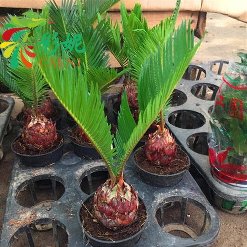 铁树盆景桌面小苗铁树盆栽植物室内净化空气绿植四季常青 小铁树 带