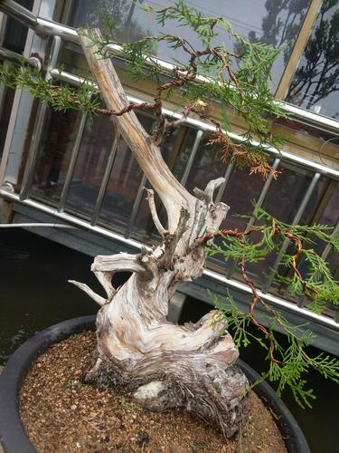 崖柏盆景实物实拍造型木桩盆景