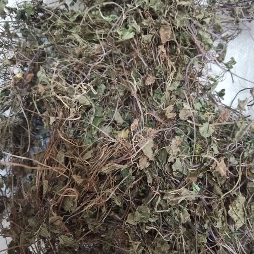 野生透骨消 透骨草 连钱草 金钱草 中草药 驳骨消接骨消500克包邮