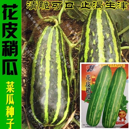 【花皮梢瓜种子】黑皮烧瓜酥瓜种子花皮菜瓜甜瓜香瓜脆嫩蔬菜种子