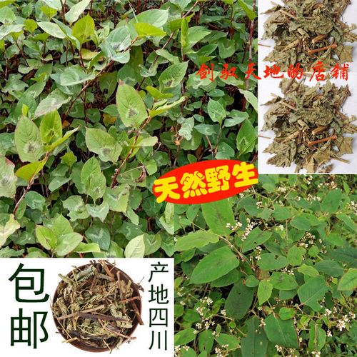 野生火炭母白饭草黄鳝藤火碳毛花脸草火探星乌炭子山荞麦胖根藤
