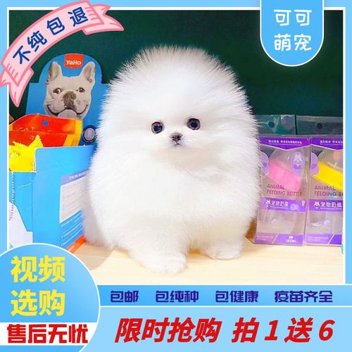 纯种博美幼犬茶杯犬小型黄白色可爱迷你俊介长不大