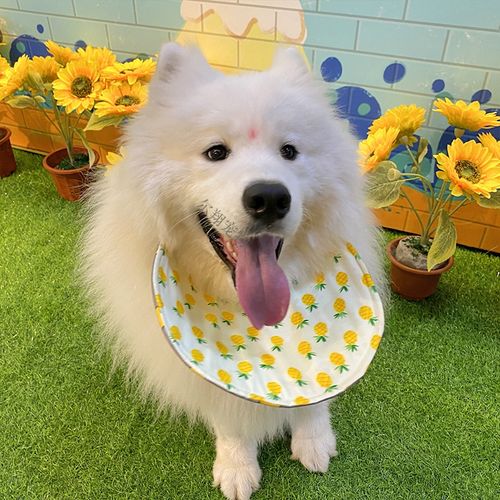 宠物狗狗口水巾围脖中大型犬金毛萨摩耶阿拉斯加夏季防口水狗围巾