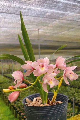 粉色的兰花韩国桃花浓香型易活易开花绿植吸呷栓净化空气植物盆栽