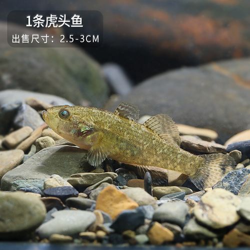 溪吻虾虎鱼白颊虾虎鱼虾虎鱼溪吻虾虎鱼原生鱼活体猴子吻 1条虎头鱼2