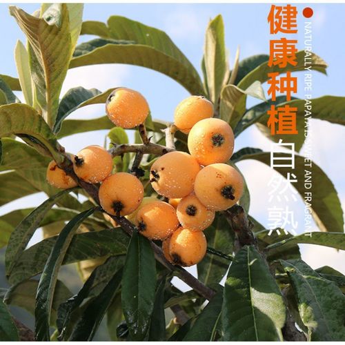 【精选直发】【品质精选】云南蒙自枇杷果新鲜水果当季孕妇现摘现发 3