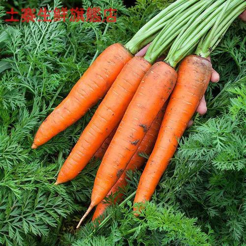 【坏果包赔】胡萝卜新鲜现挖红萝卜沙地萝卜河南蔬菜3斤5斤9斤装 【款