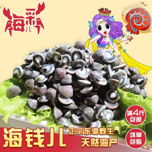 东港海钱儿  鲜活海瓜子 海螺丝  鲜活海鲜  500g  【满4斤包邮】