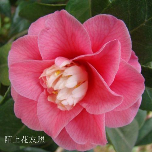 顺丰粉玲珑 日本名贵进口品种茶花苗粉红色茶花庭院阳台花园高档