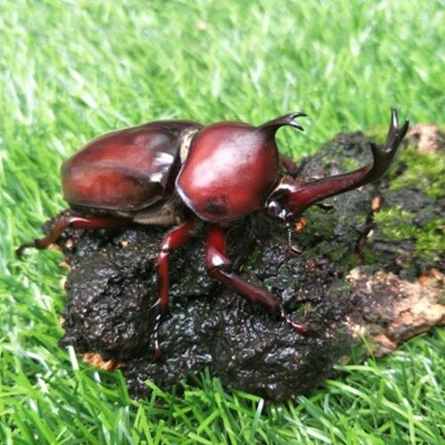 【独角仙】甲虫昆虫宠物玩具巨型大甲虫适合新手新奇玩具送说明书