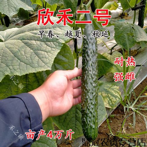 菜友黄瓜种子 种苗油亮抗病毒高产 强雌性 耐热绿肉黄瓜种籽欣禾二号