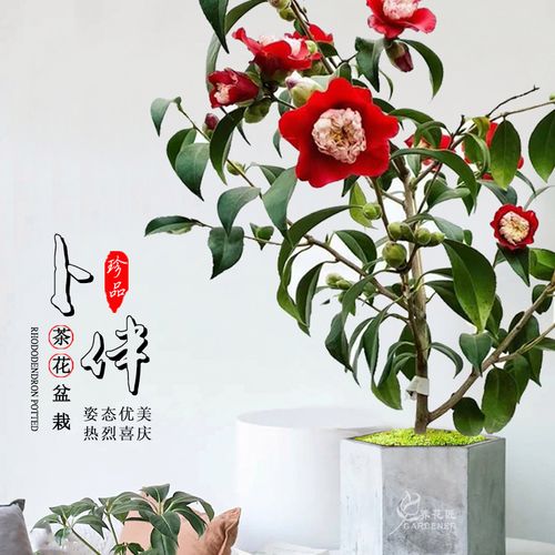 卜伴日本进口精品茶花稀有珍贵品种花卉盆栽托桂型办公室花园树苗