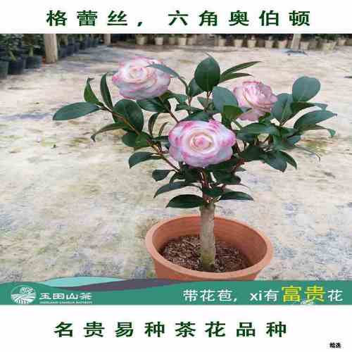 细选格蕾丝茶花盆栽六角奥伯顿四季常绿室外阳台绿植花卉名贵珍惜
