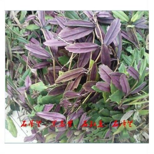 中材石吊兰5oo克 黑乌骨石豇豆石泽兰  山泽兰 小泽兰  干货