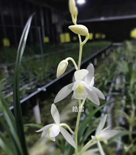 建兰皓雪兰花苗带花苞盆栽白花素心兰室内花卉绿植