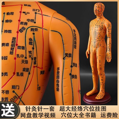政河人体经络穴位模型人针灸十二经络图小皮人可扎针数字刻度定位 铜