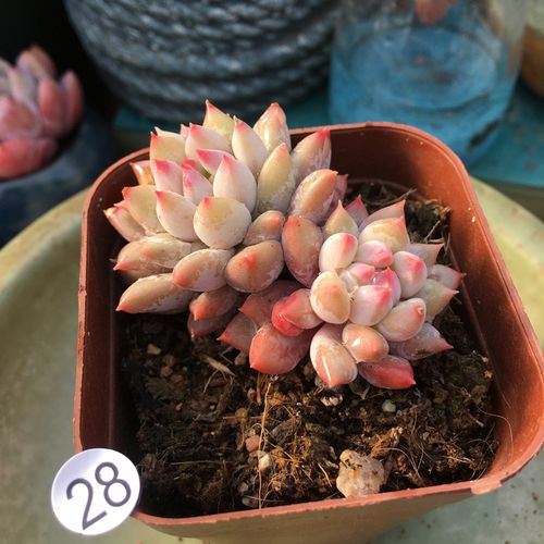 多肉植物皇冠球明珠多头群生办公室多肉组合盆栽客厅明珠肉肉植物