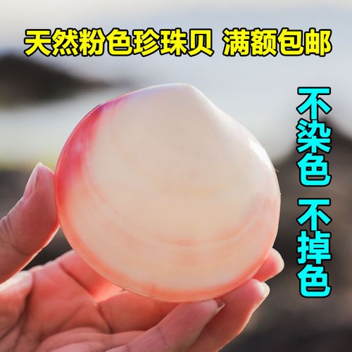 天然贝壳海螺粉色珍珠贝鱼缸家居装饰摆件工艺品办公