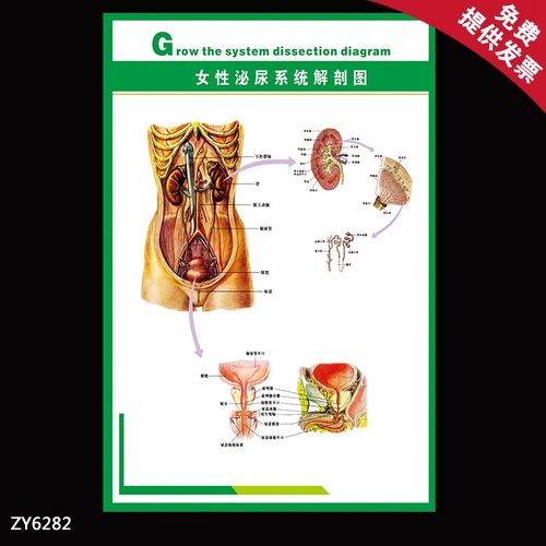 女性泌尿系统解剖图贴纸 医院科室健康科普海报 社区宣传栏挂图画