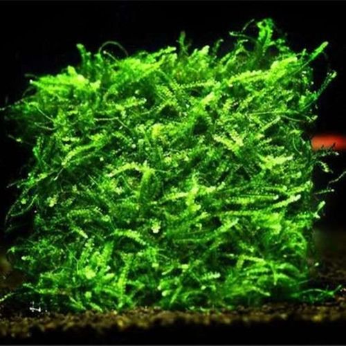 鱼虾躲避水草怪t撅垂泪大三角小三角莫斯自家种植