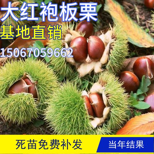 大红袍板栗树特大嫁接阳台盆栽果苗室内活苗庭院地栽南北方种植