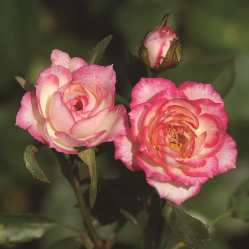 【顺丰包邮】旋转木马月季红白条纹月季阳台勤花带花苞四季开花