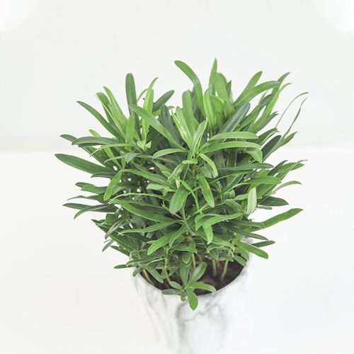 春天到家 懒人罗汉松桌面小盆栽盆景风水耐阴耐寒植物室内好养