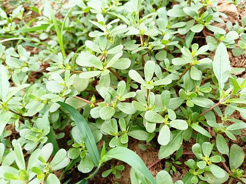 新鲜蔬菜现采现发野生马齿苋菜马苋菜长寿菜野菜4斤包邮