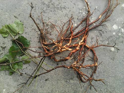 中药材野葡萄根 刺葡萄根 千斤藤根山葡萄根500g包邮正宗红心老根