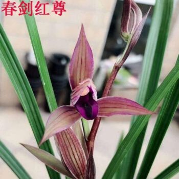 现不带花苞 新店开张 春剑老种 胭脂红荷 兰花 易活 净化空气 春剑 红