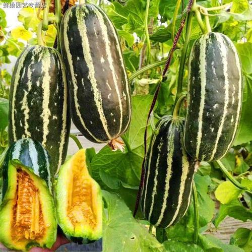 花皮酥菜瓜种籽烧瓜梢瓜烧瓜酥种籽花皮甜瓜种子香瓜羊角蜜脆瓜种