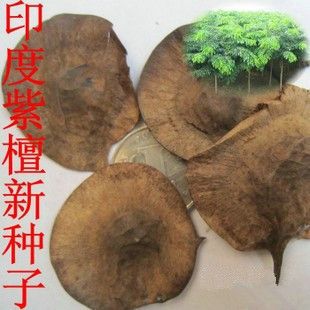 当年新采收种子 小叶紫檀种子 白檀种子 檀香树种子 印度檀香种子