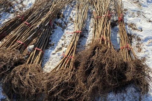 5/棵  东北辽宁榛子苗基地 大果榛子苗 平欧达维玉坠品种苗价格稳定