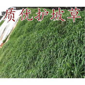 高速公路护坡草种子护坡固土草种绿化草坪种子耐旱抗热护坡王草籽