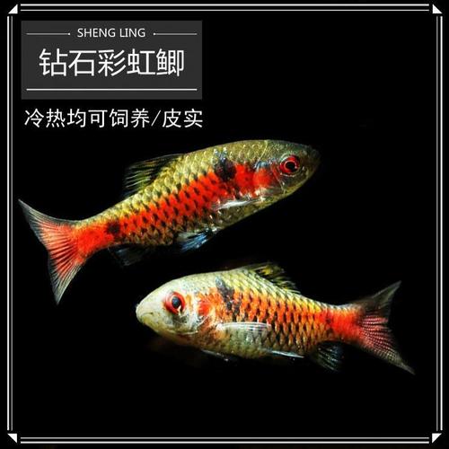 钻石彩虹鲫鱼小型群游热带鱼活体易养灯科观赏鱼温顺宠物鱼可混养