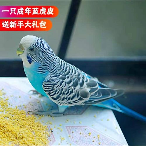 成年虎皮鹦鹉活体鸟活物豪蚨虎皮小型鹦鹉活物鸟成年可繁殖学舌鸟说话