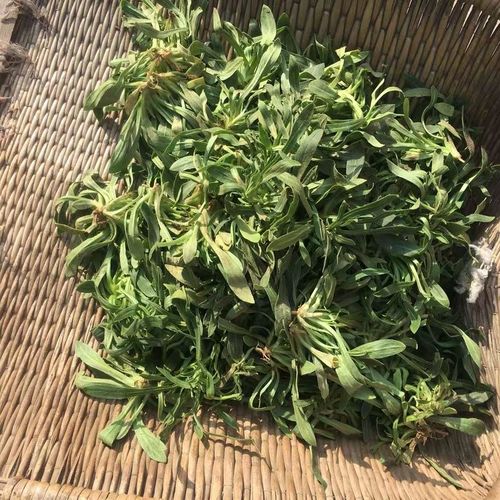 面条菜新鲜头茬河南特产现挖面条棵新茬纯野生野菜时令羊蹄棵【3月4