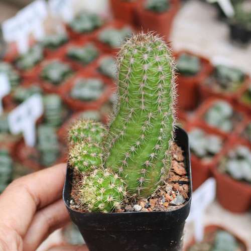 绯红皇后白檀仙人球精养红花美观好养丽花仙人掌多肉防辐射小盆栽