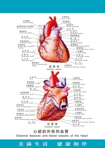 729海报印制展板写真喷绘贴纸270医院人体科室心脏外形和血管图