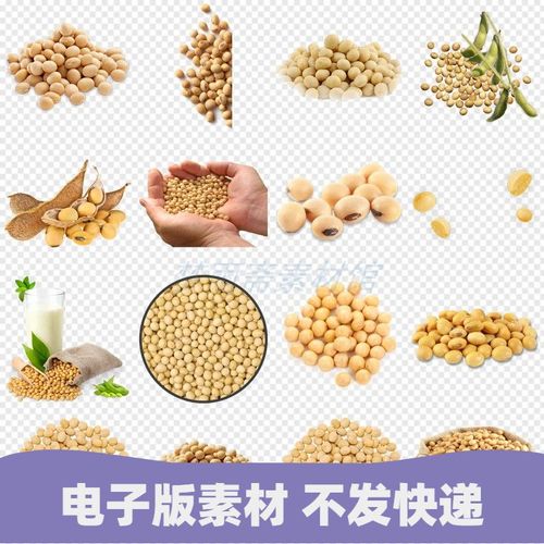 手捧一堆一碗一袋大豆黄豆png格式免抠元素透明底图片设计素材