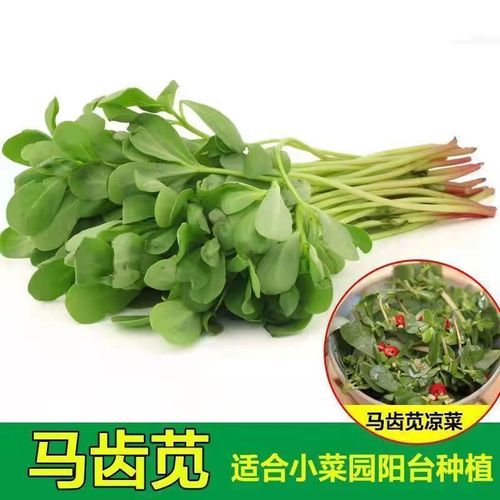 马齿苋种子蔬菜籽种春夏秋四季阳台盆栽食用野菜种籽孑青菜马苋菜