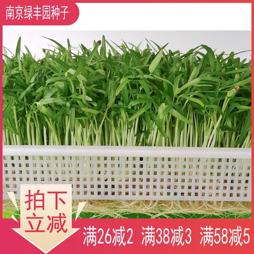 水培空心菜芽苗菜种子竹叶通心菜通蕹菜藤菜无土种植阳台种菜种籽