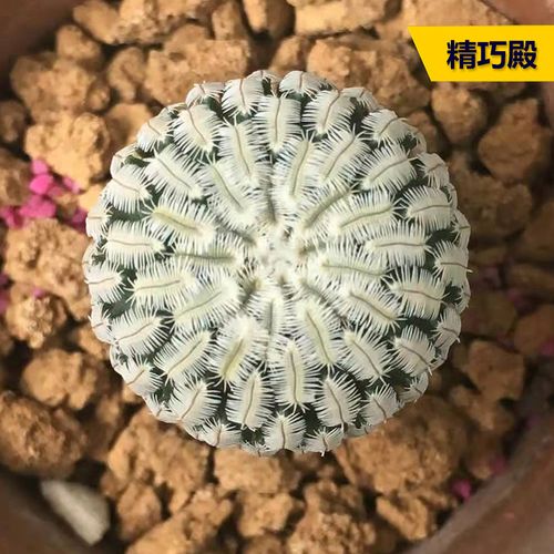 丛野 |精巧殿仙人球开花小型娇丽属趴刺不扎手仙人掌桌面小盆栽