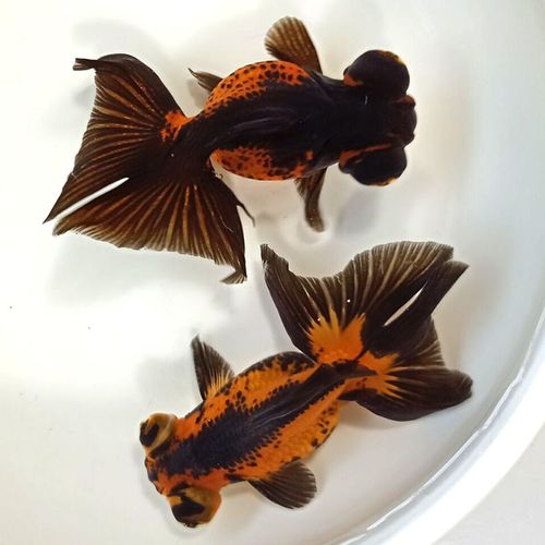 麦叮卡 冷水鱼金鱼观赏鱼淡水鱼 包金蝶尾2条(6-8cm)