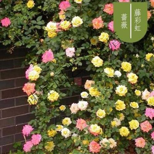 年蔷薇花苗四季开花盆栽地栽庭院阳台爬藤玫瑰月季花卉 14号藤彩虹6颗