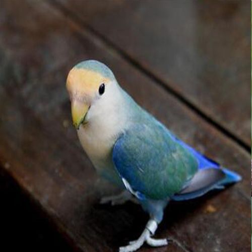 养亲人鸟粮特色面类牡丹鹦鹉活鸟宠物鸟活物 特色金顶一只(40天左右)